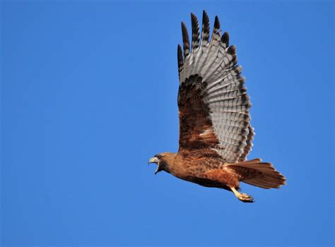 Red-Tailed Hawk Rufous Morph Adult Seedskadee NWR | Most Red… | Flickr
