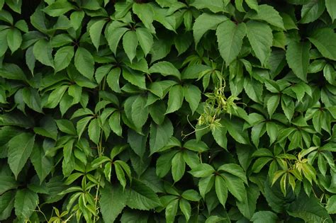 Green, plant, wall, texture, background - free image from needpix.com