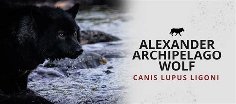 Alexander Archipelago Wolf (Canis Lupus Ligoni) | Wolf Lovers 🐺 | Wolf ...