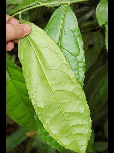 | Live Plant Photos | The Field Museum