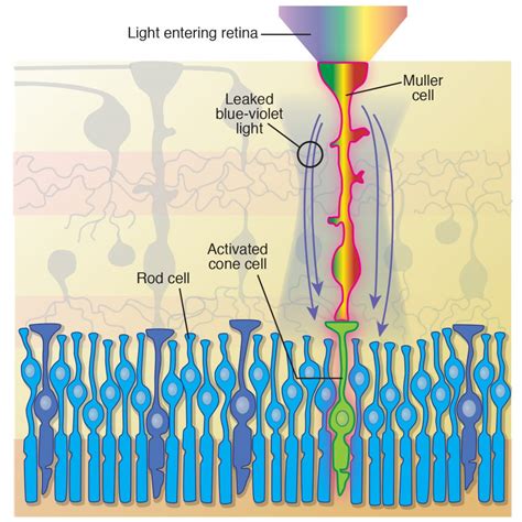 Muller cells as an optical fiber | Battista Illustration