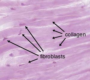 Fibroblasts In Connective Tissue