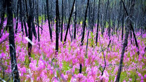 Burned Forest – Bing Wallpaper Download