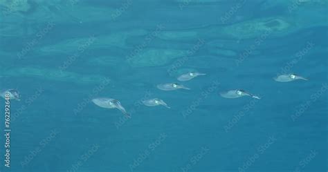 squid school underwater close up cuttlefish big eye Loligo vulgaris cephalopod Decapodiformes ...