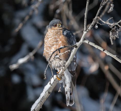 Bird of the Week- Sharp-shinned Hawk – St. Louis Audubon Society