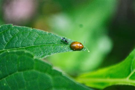 Spotted these two tiny insects on a leaf : awwnverts