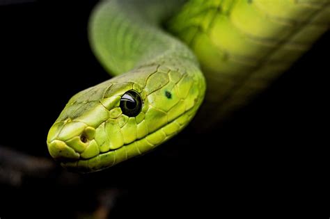 Study Provides A New Understanding Of Snake Venom •, 47% OFF