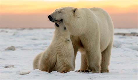 Polar Bear Cub Playing • Marko Dimitrijevic Photography