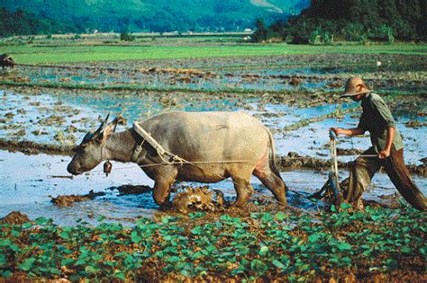 Những câu ca dao tục ngữ về văn hóa sản xuất nông nghiệp