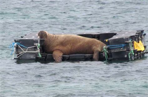 Boat-sinking Arctic walrus given floating couch in…