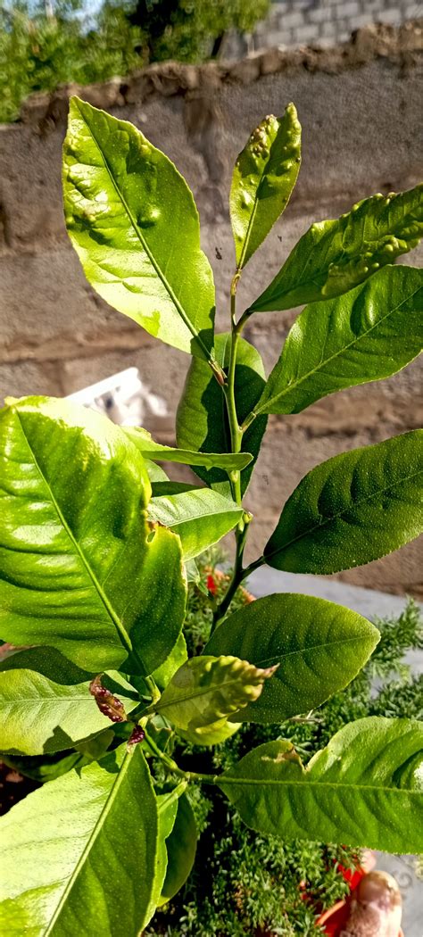 What is the cause of bubbles in my lemon tree leaves - Gardening & Landscaping Stack Exchange