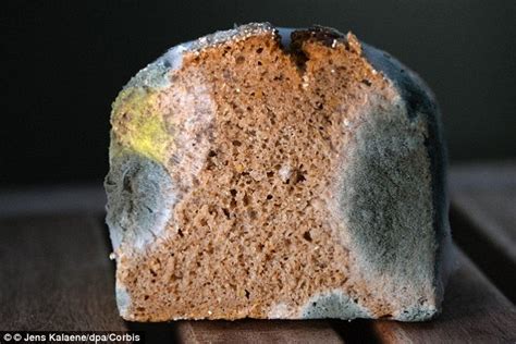 Mouldy bread could help to make better batteries | Daily Mail Online