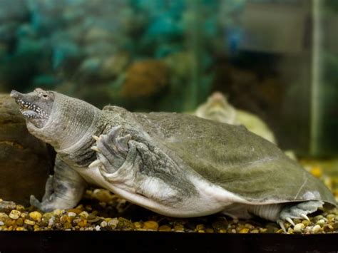 6 Types Of Softshell Turtles - All Turtles