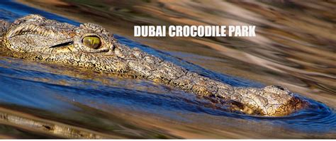 Visit Newly Opened Jawsome Dubai Crocodile Park this Eid