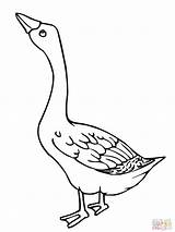 Goose In Field Printable Coloring Page sketch template