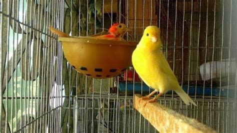 Canary bird care with baby || canary breeding care - YouTube