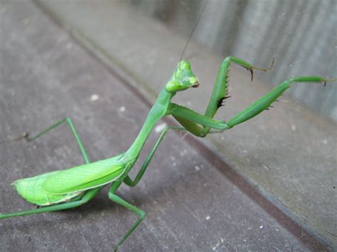 Grasshopper/Praying Mantis Free Stock Photo - Public Domain Pictures