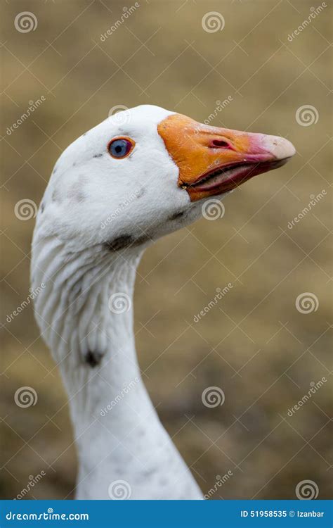 Goose close up portrait stock image. Image of farm, agriculture - 51958535