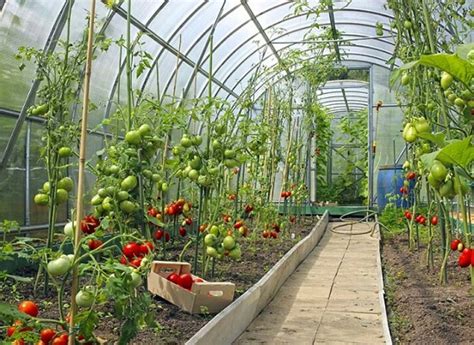 5 Considerations for Year-Round Greenhouse Growing – Mother Earth News