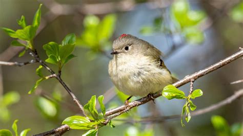 Ruby-Crowned Kinglet