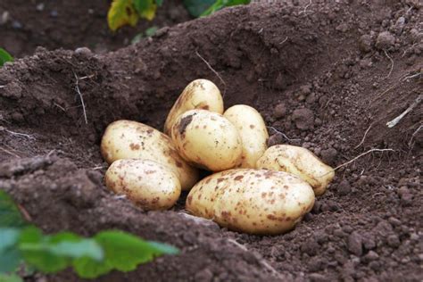 Watch: conducting a yield assessment in a potato crop - 15 October 2018 Free