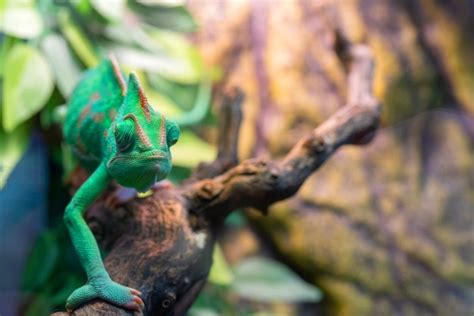 Jovem camaleão verde. habitat natural. bichinho fofo. fauna da natureza. | Foto Premium