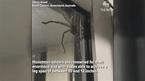 Video Hauntingly huge spider spotted in Australia - ABC News