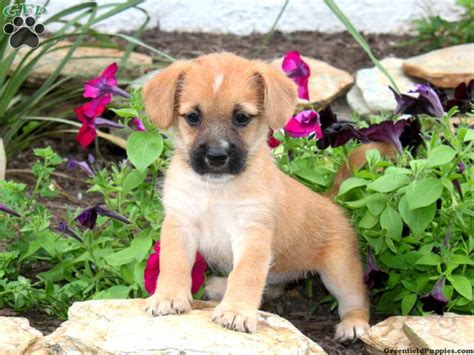 Cairn Terrier Mix Puppies for Sale | Greenfield Puppies