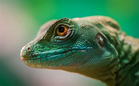 Green Reptile · Free Stock Photo