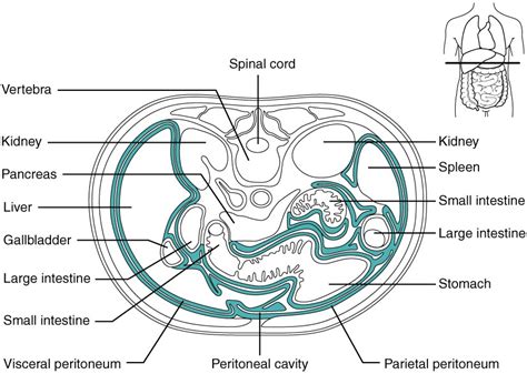 Overview of the Digestive System | Anatomy and Physiology II