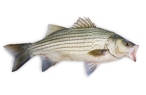 American Bass Fish Species Guide - Types of Bass Fish