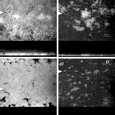 (PDF) Biofilm Formation and Sloughing in Serratia marcescens Are Controlled by Quorum Sensing ...