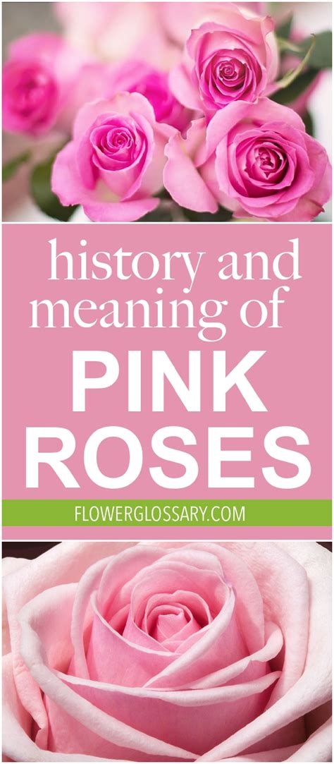 This is the History and Meaning of Pink Roses because all rose colors have different histories ...