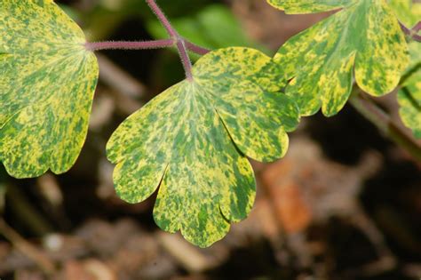 24 Pictures of Plants With Variegated Leaves