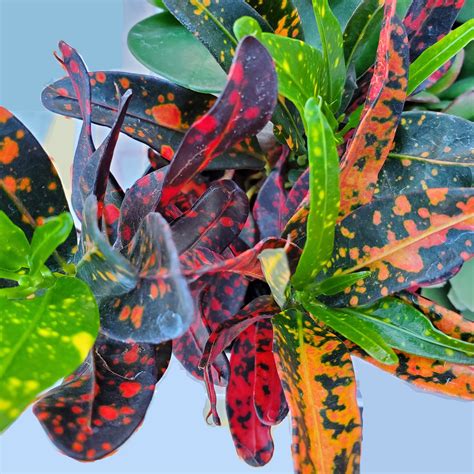 Croton Plant Bush on Fire 2 Inch Plant Croton Live Plant - Etsy