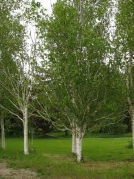 Himalayan Birch Trees For Sale | Trees Direct