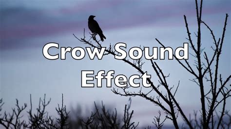 Crow Sound Effect - HD Quality - YouTube