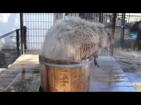 Capybara climbs into spa.