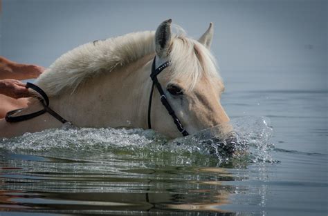 Can Horses Swim