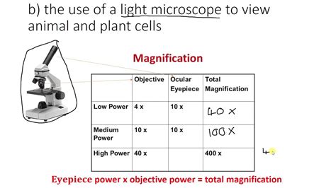 What's A Compound Microscope Magnification at alicetthomas blog