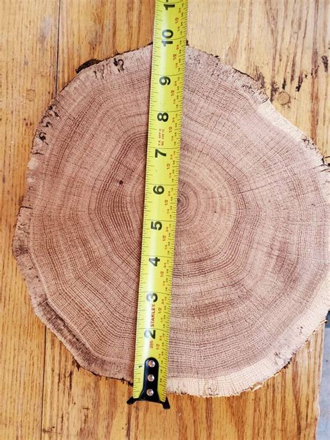 Rough-cut red oak wood rounds | Etsy