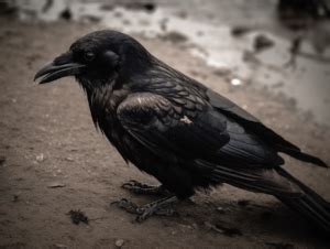 Dead Crow Meaning & Symbolism (Change is Coming)