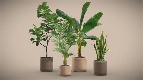 Indoor Plants Pack 24 - Buy Royalty Free 3D model by AllQuad [f83cad3] - Sketchfab Store