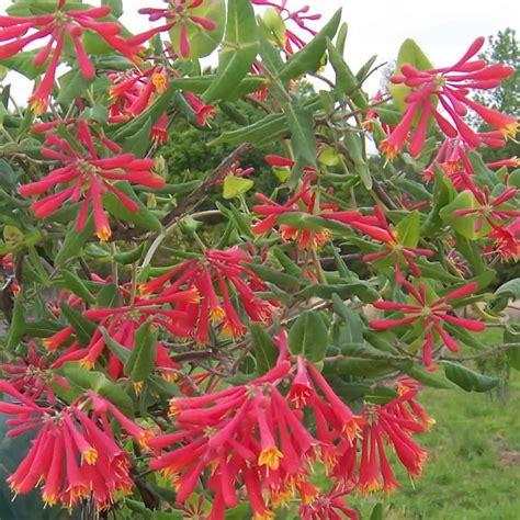 Major Wheeler Coral Honeysuckle | Growing Wild Nursery