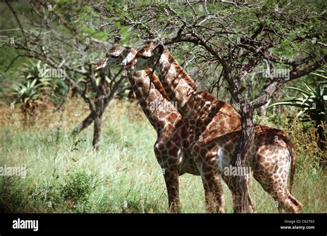 South african safari, Durban Stock Photo - Alamy