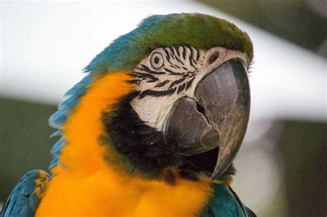 8 Best Talking Bird Species to Keep as Pets