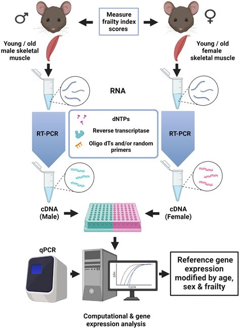 Reference genes in aging: what are you referring to? | Aging