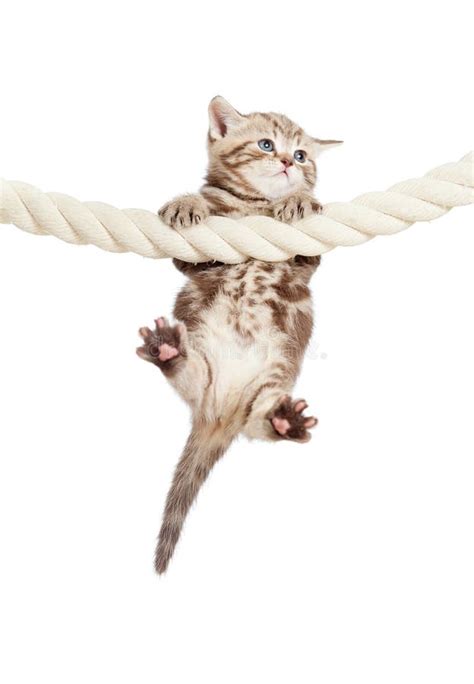 Funny Baby Cat Hanging On Rope Stock Photo - Image of animal, catch ...