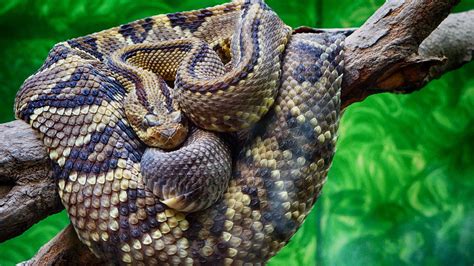 rattlesnake, snake, scales, 4k HD Wallpaper