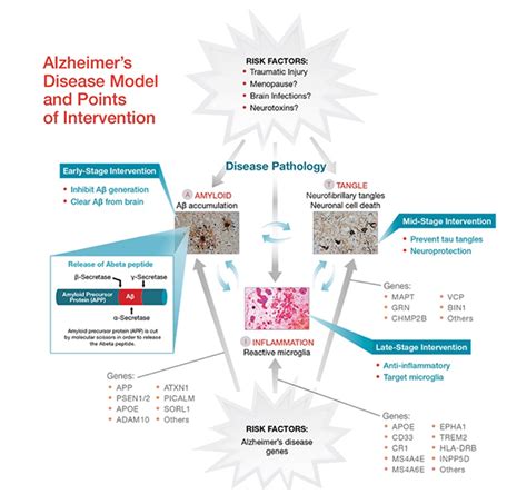 Pathology – Cure Alzheimer's Fund